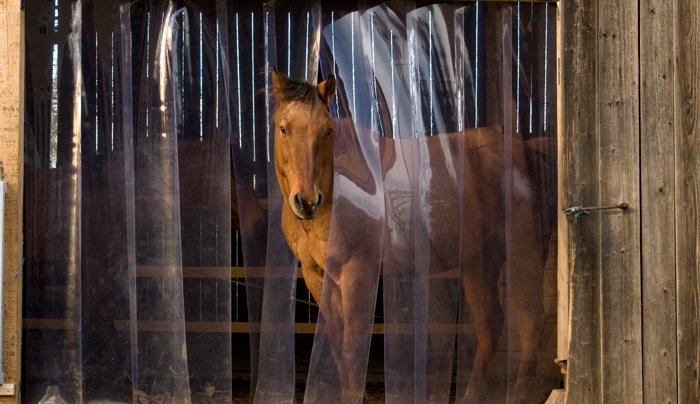 Pferde / Stallung Pferde / Stallung